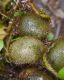 image of Microgramma brunei