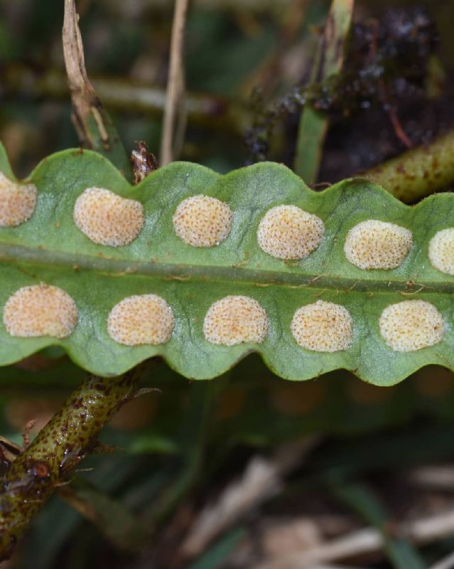 Polypodiaceae Microgramma brunei