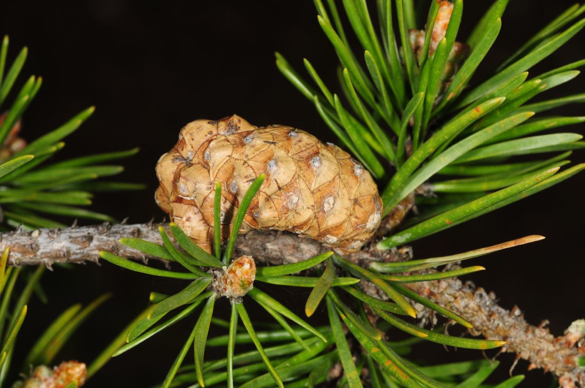 Pinaceae Pinus banksiana