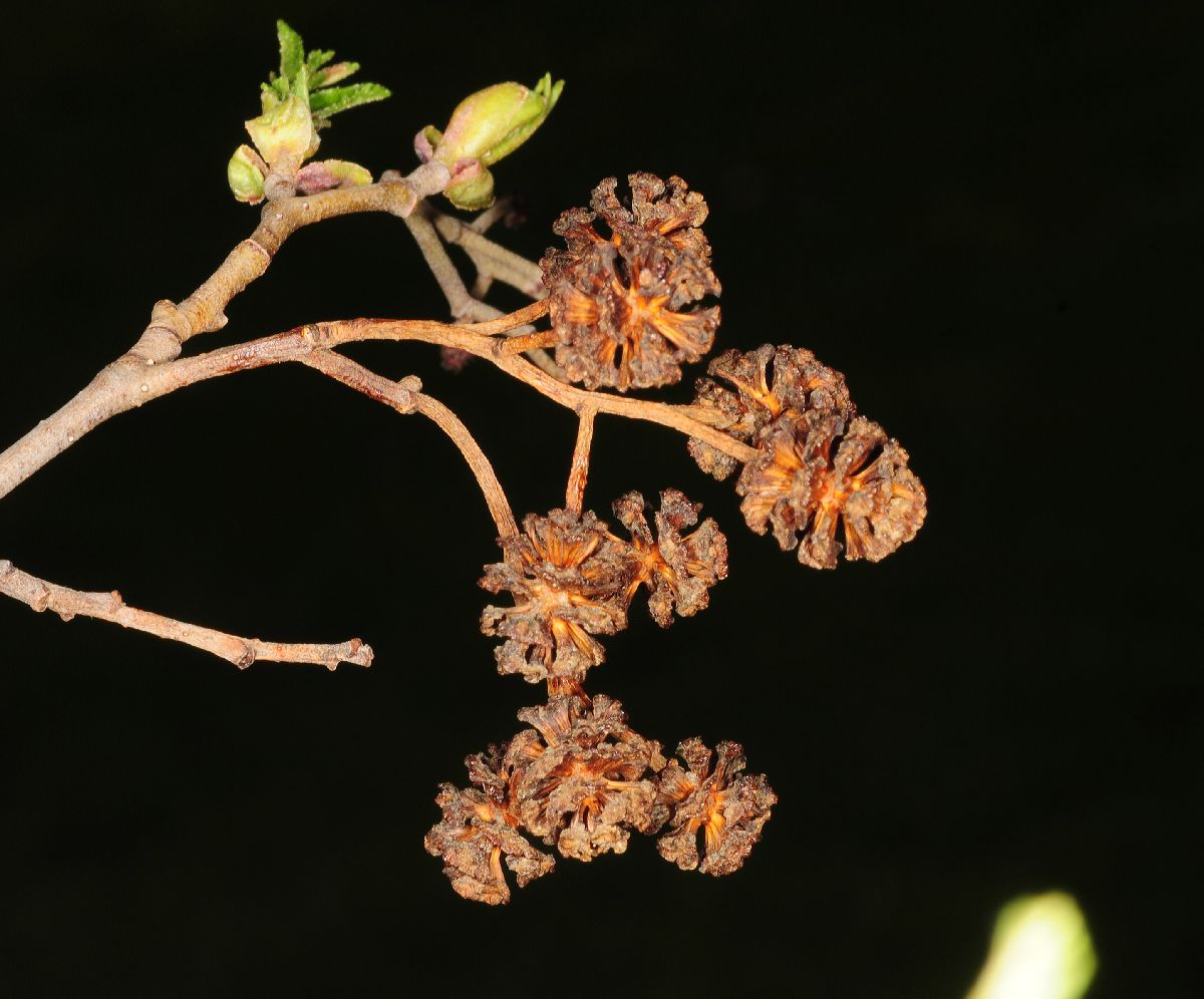 Betulaceae Alnus glutinosa