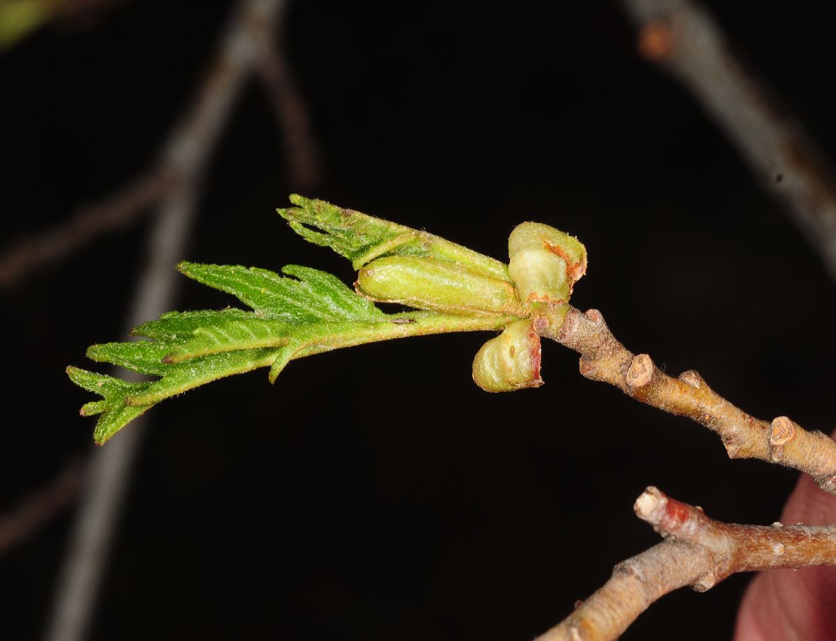 Betulaceae Alnus glutinosa