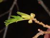 image of Alnus glutinosa