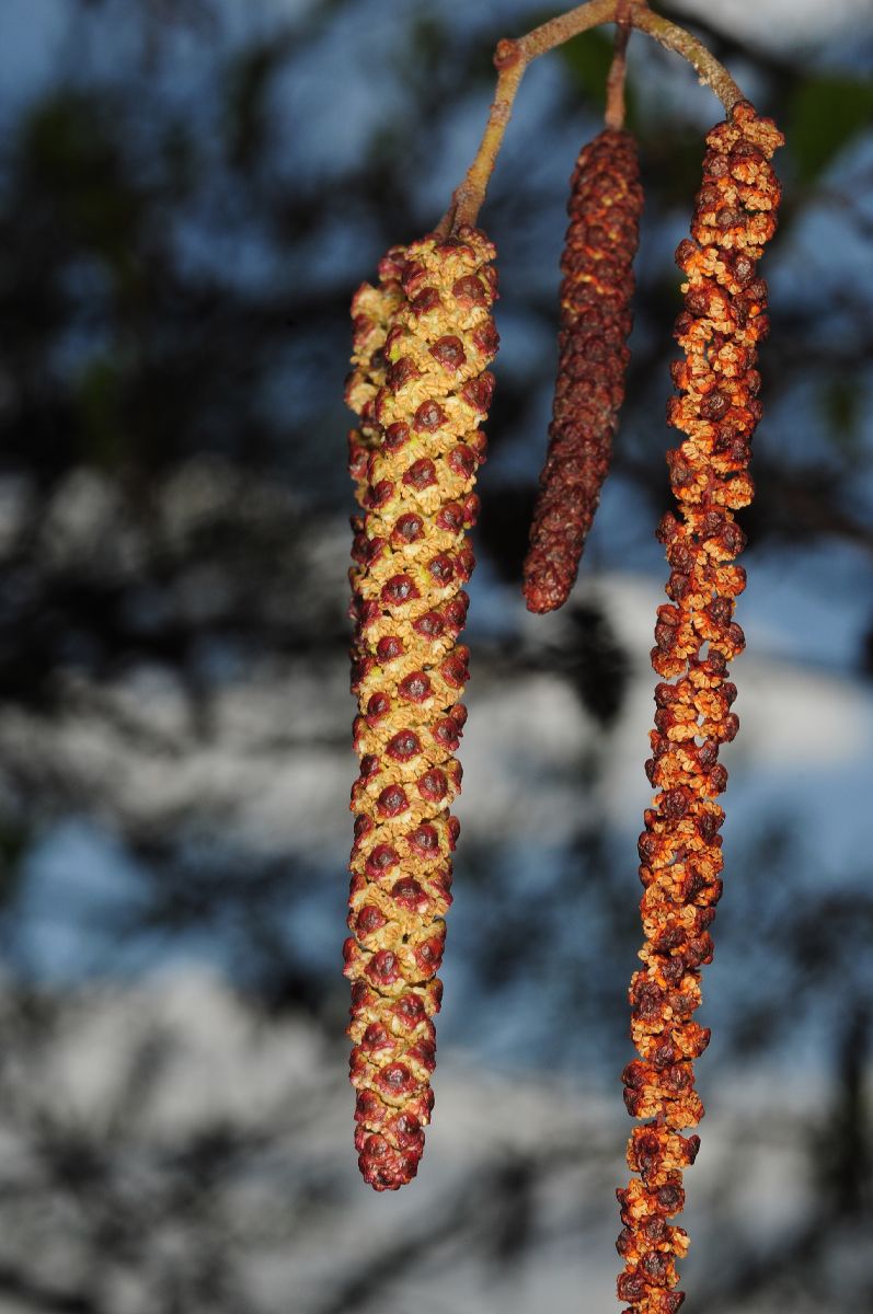 Betulaceae Alnus glutinosa
