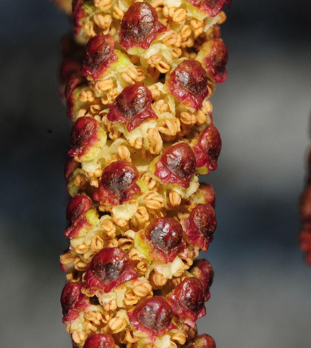Betulaceae Alnus glutinosa
