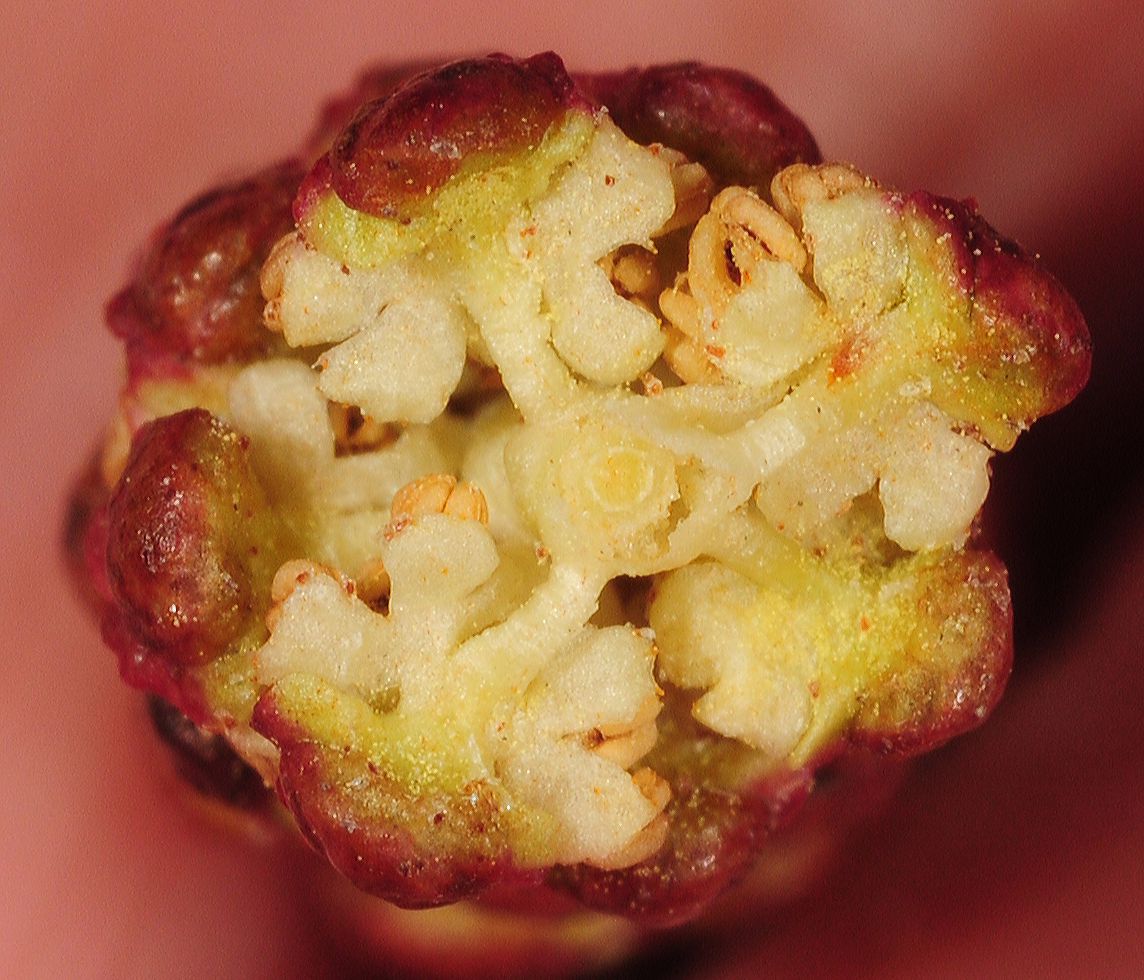 Betulaceae Alnus glutinosa