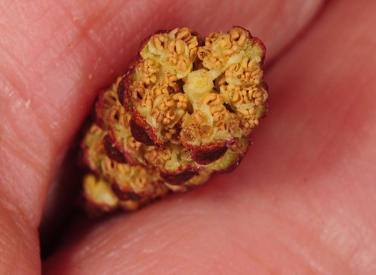 Betulaceae Alnus glutinosa