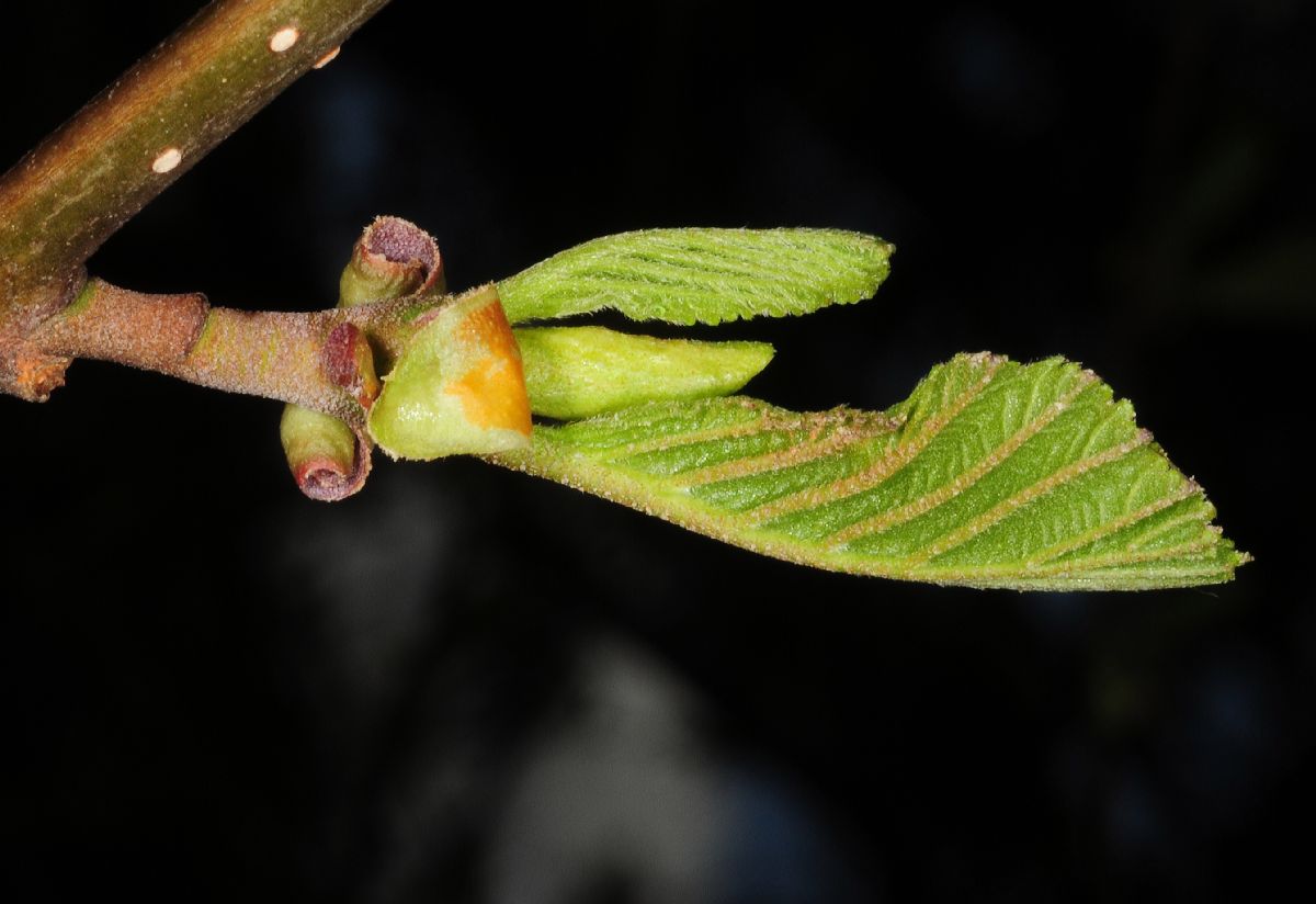 Betulaceae Alnus glutinosa