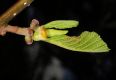 image of Alnus glutinosa