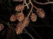 image of Alnus glutinosa