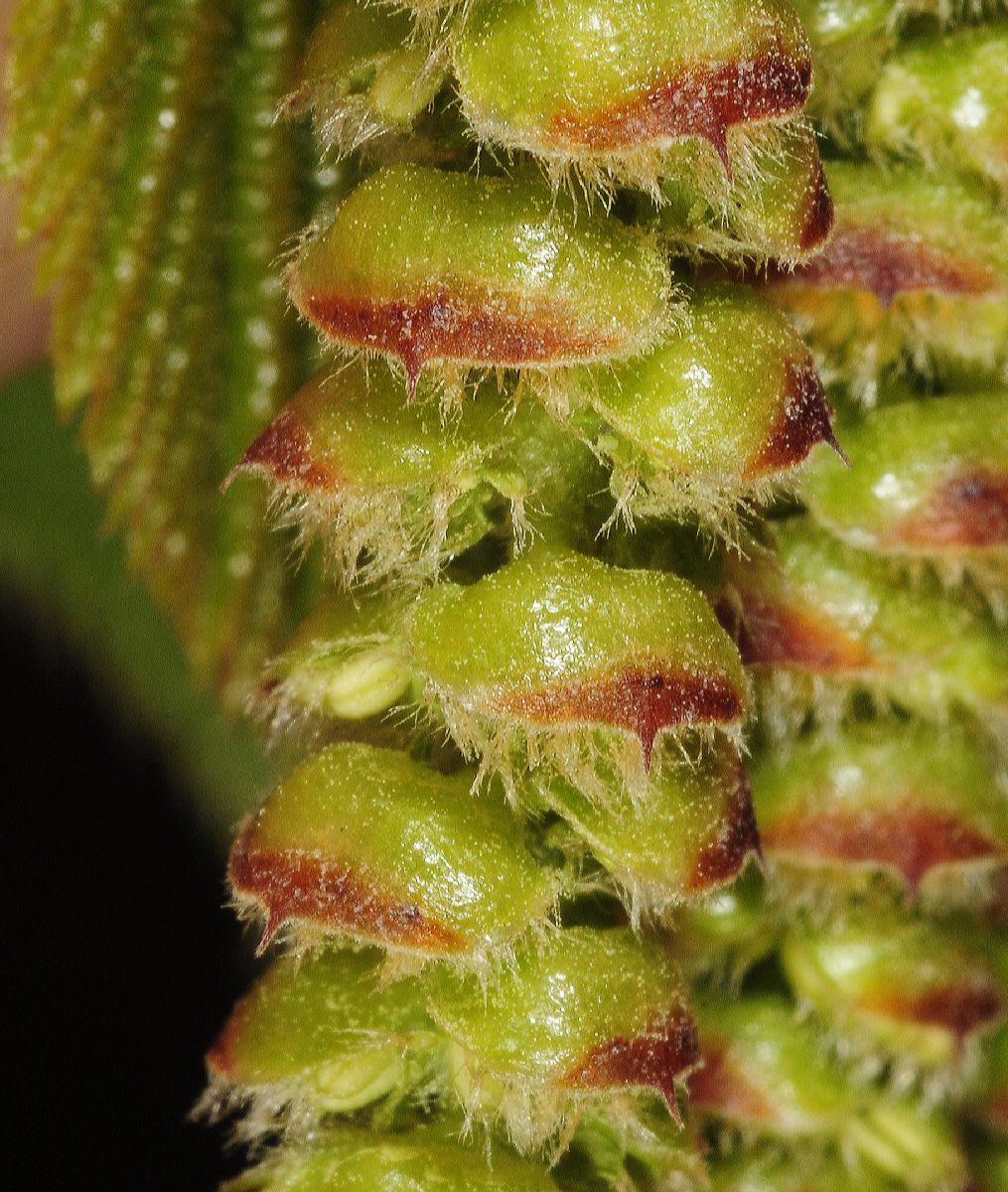 Betulaceae Ostrya virginiana