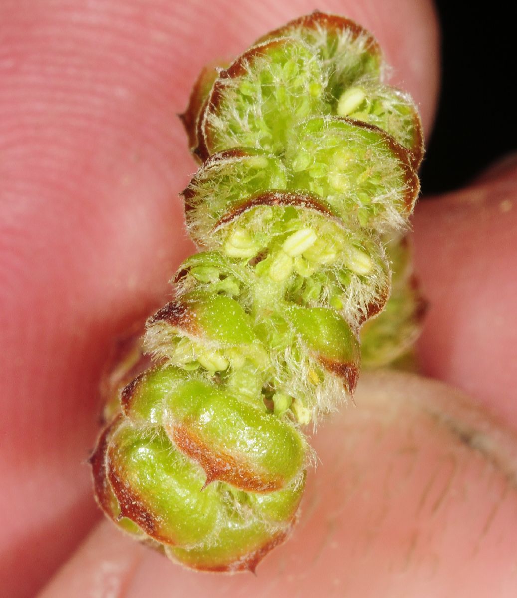 Betulaceae Ostrya virginiana
