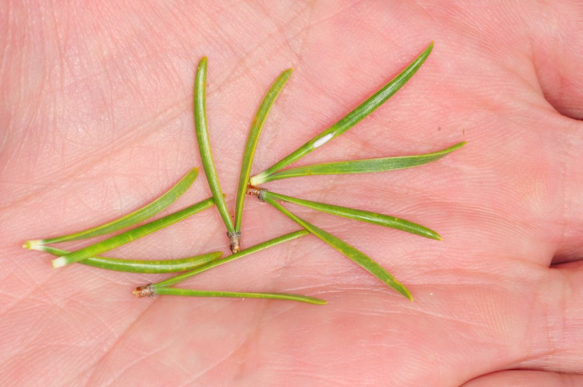 Pinaceae Pinus banksiana