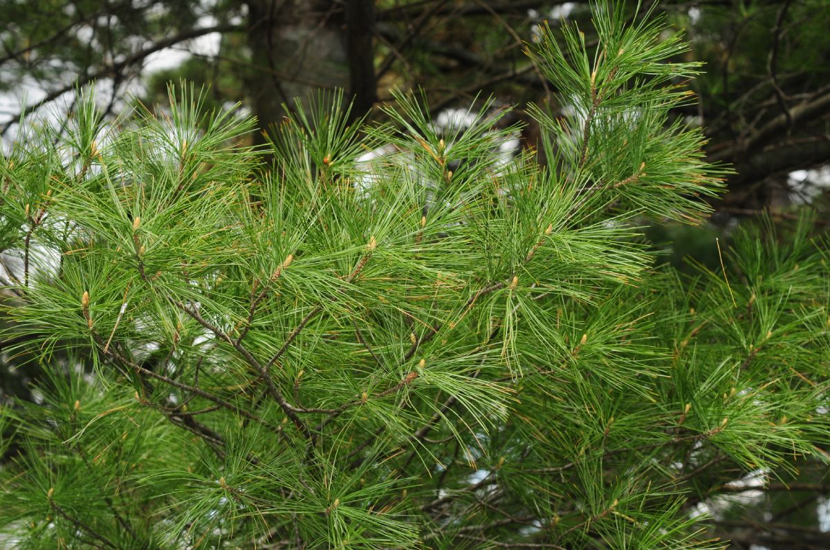 Pinaceae Pinus strobus