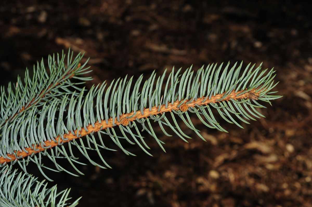 Pinaceae Picea pungens