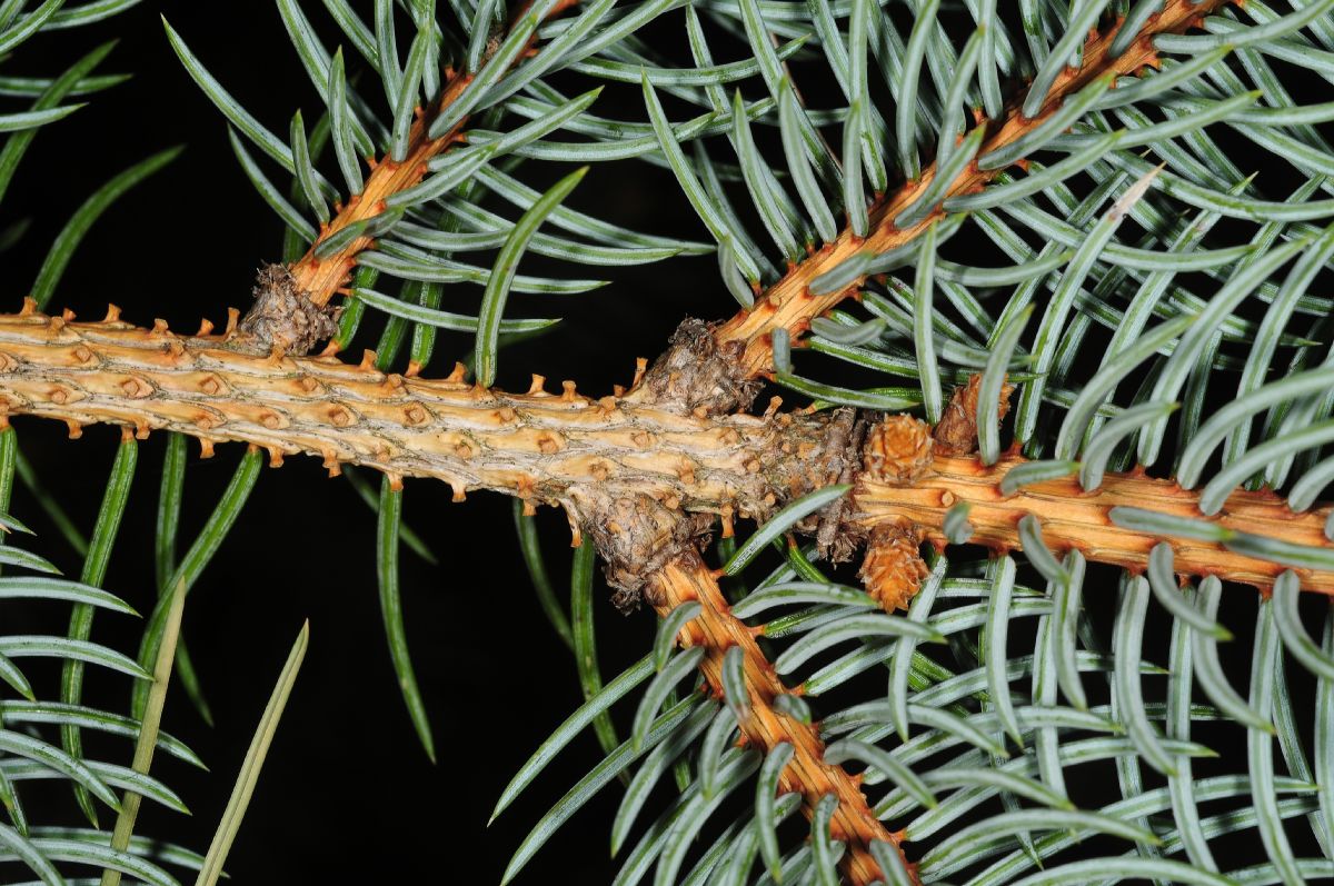 Pinaceae Picea pungens