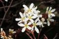 image of Amelanchier laevis