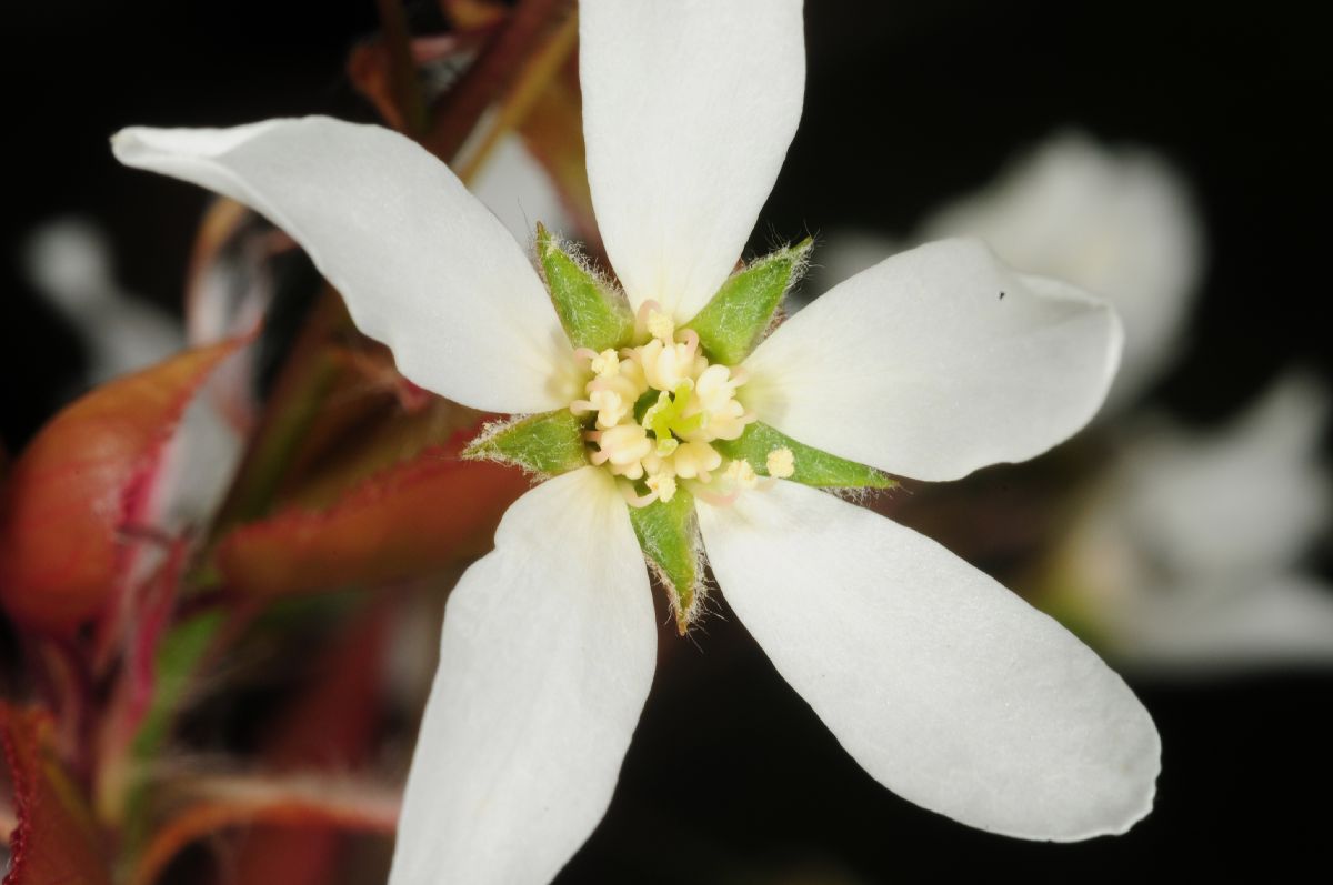 Rosaceae Amelanchier laevis
