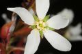 image of Amelanchier laevis