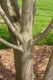 image of Amelanchier laevis