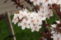 image of Prunus cerasifera