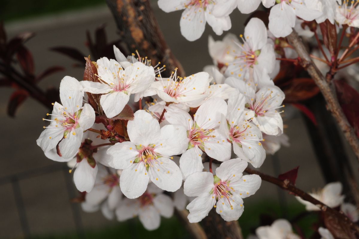 Rosaceae Prunus cerasifera