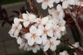 image of Prunus cerasifera