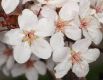 image of Prunus cerasifera