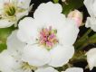 image of Pyrus calleryana