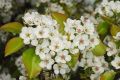 image of Pyrus calleryana