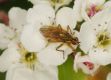image of Pyrus calleryana