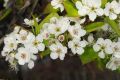 image of Pyrus calleryana