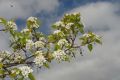 image of Pyrus calleryana