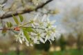 image of Amelanchier laevis
