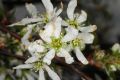 image of Amelanchier laevis