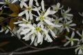 image of Amelanchier laevis