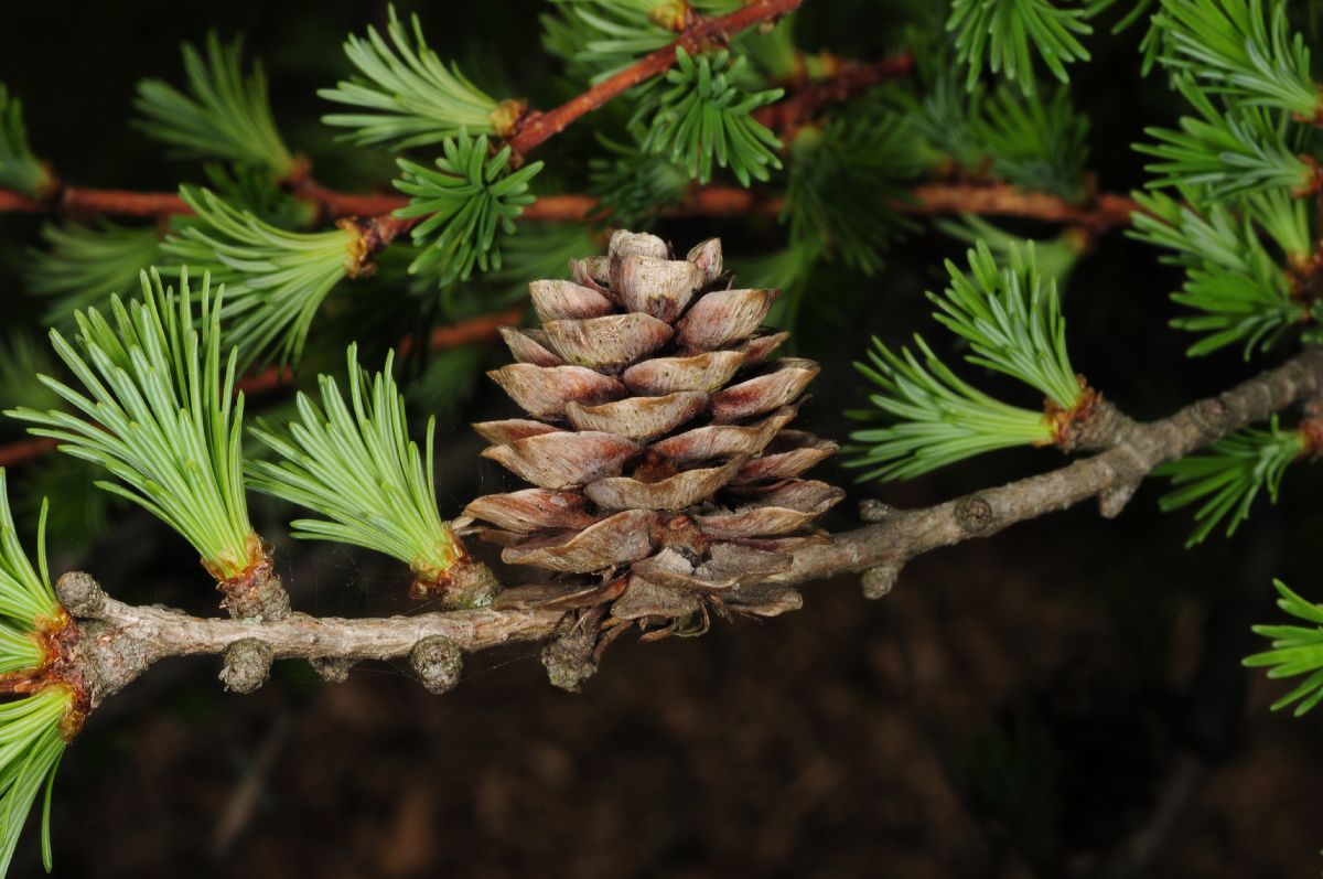Pinaceae Larix gmelinii
