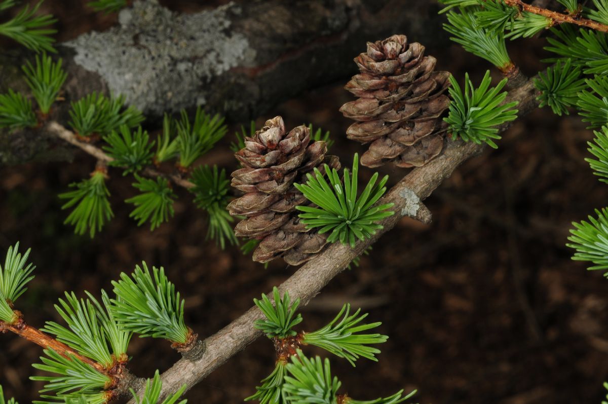 Pinaceae Larix gmelinii