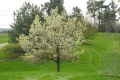 image of Pyrus calleryana