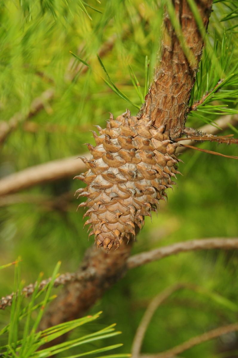 Pinaceae Pinus pungens