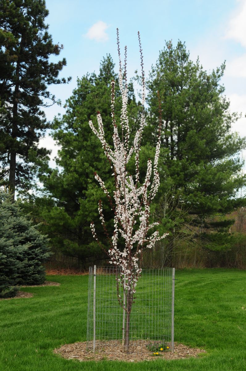 Rosaceae Prunus cerasifera