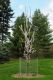 image of Prunus cerasifera