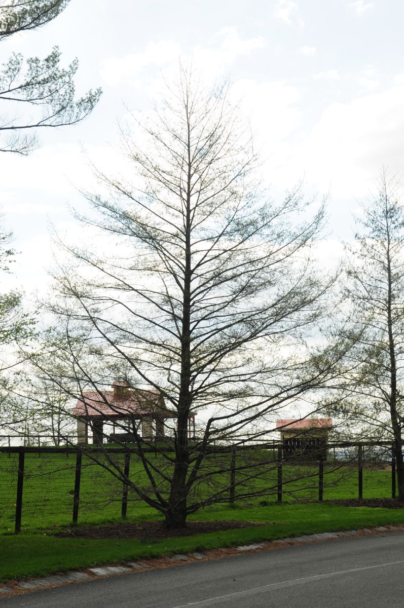 Betulaceae Alnus glutinosa