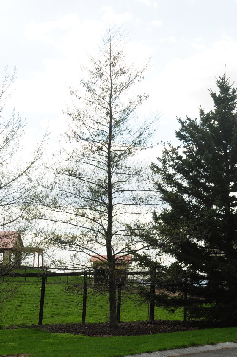 Betulaceae Alnus glutinosa