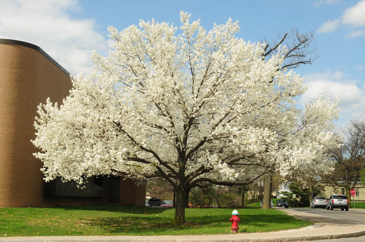 Rosaceae Pyrus calleryana