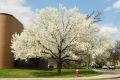 image of Pyrus calleryana