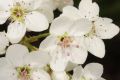 image of Pyrus calleryana