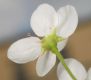 image of Pyrus calleryana