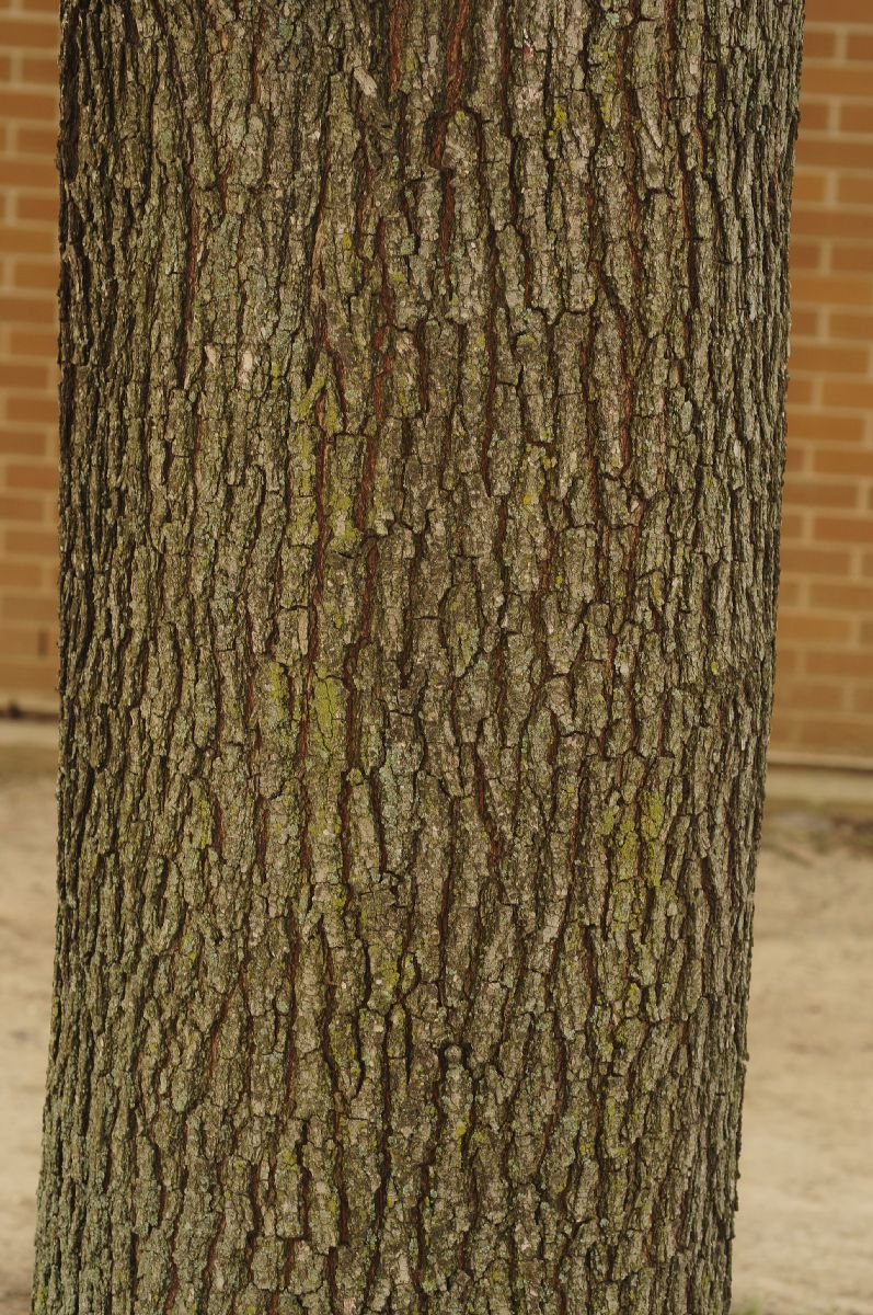 Rosaceae Pyrus calleryana