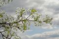 image of Pyrus calleryana