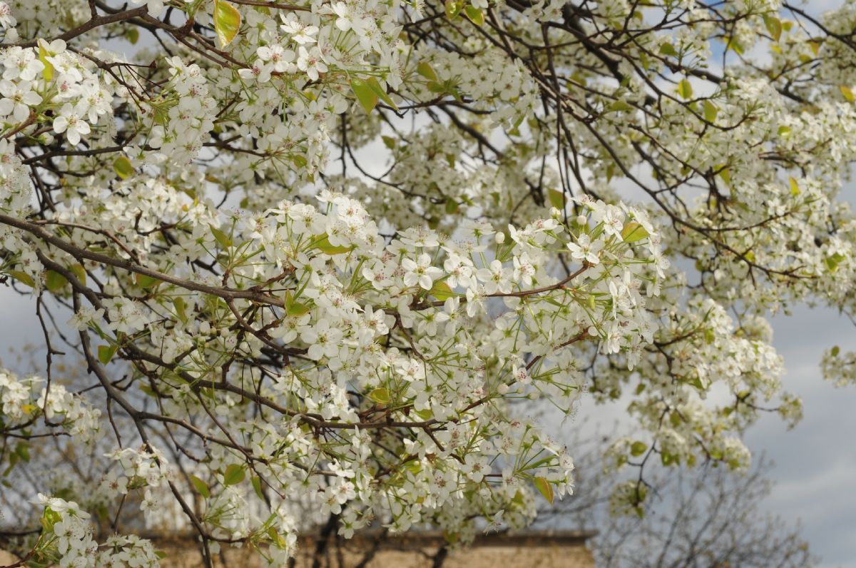 Rosaceae Pyrus calleryana
